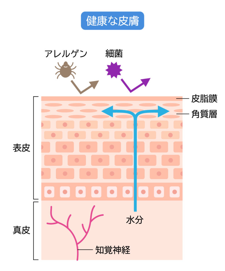 皮膚の構造