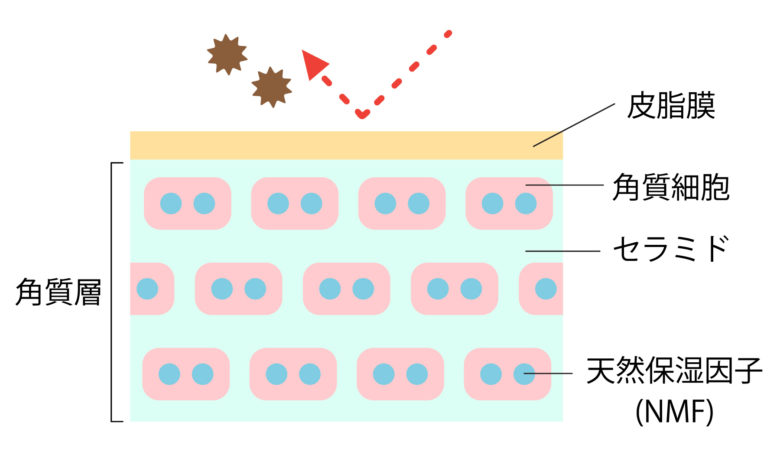 正常な角質層